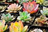 多肉觀察日記(集錦15篇)