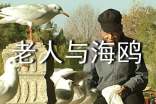 老人與海鷗說課稿精選