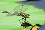 蜻蜓觀察日記