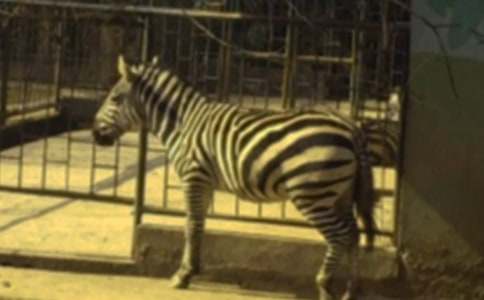 斑馬線作文匯總15篇